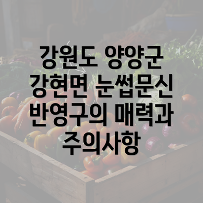 강원도 양양군 강현면 눈썹문신 반영구의 매력과 주의사항