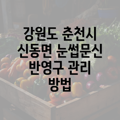 강원도 춘천시 신동면 눈썹문신 반영구 관리 방법