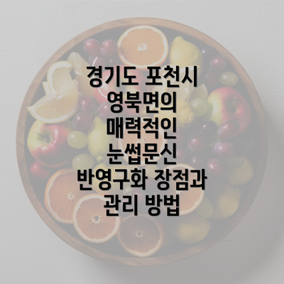 경기도 포천시 영북면의 매력적인 눈썹문신 반영구화 장점과 관리 방법